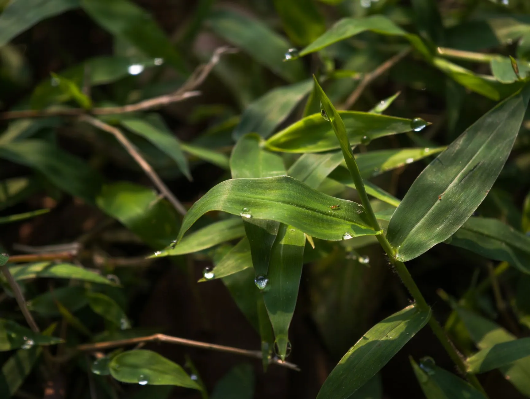 重庆海鎏食品腊味加工生产线技术优势与品质管控解析正文配图 2